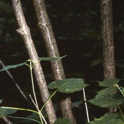 Acer spicatum (mountain maple), bark and leaves