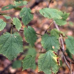 Acer spicatum (mountain maple), leaves
