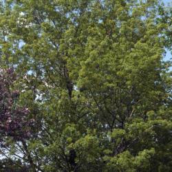 Acer truncatum (Shantung maple), spring