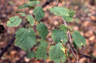 Acer spicatum (mountain maple), leaves