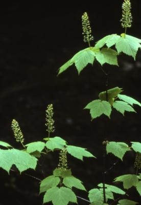 Acer spicatum (mountain maple), leaves and flowers