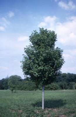 Acer rubrum ‘Bowhall’ (Bowhall red maple), habit, summer