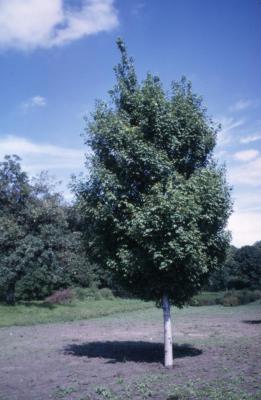 Acer × freemanii ‘Armstrong’ (Armstrong Freeman’s maple), habit, summer