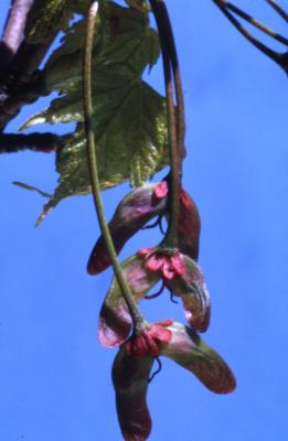 Acer rubrum (red maple), fruit, summer