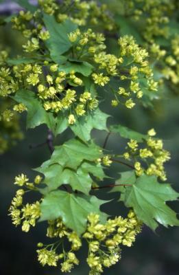 Acer truncatum (Shantung maple), leaves and flowers, spring