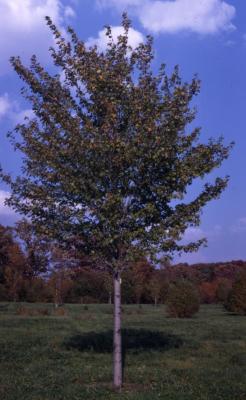 Acer rubrum ‘Tilford’ (Tilford red maple), habit, fall