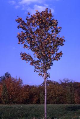Acer rubrum ‘Bowhall’ (Bowhall red maple), habit, fall color