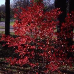 Acer rubrum ‘October Glory’ (October Glory red maple), fall color