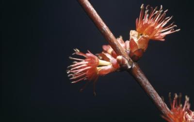 Acer rubrum (red maple), staminate flowers
