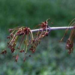 Acer rubrum (red maple), fruit, spring