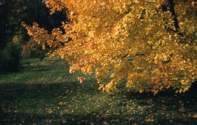 Acer tataricum (Tatarian maple), fall color