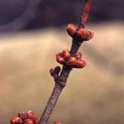 Acer rubrum (red maple), twig and buds