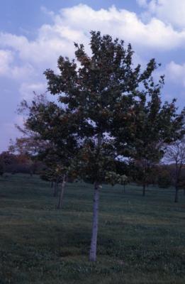Acer rubrum (red maple), habit, fall