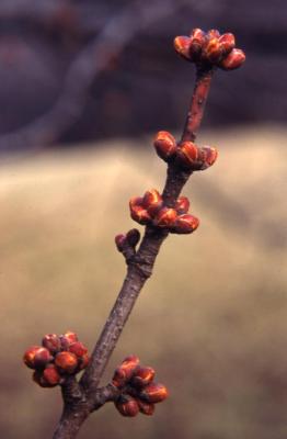 Acer rubrum (red maple), twig and buds