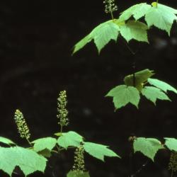 Acer spicatum (mountain maple), leaves and flowers