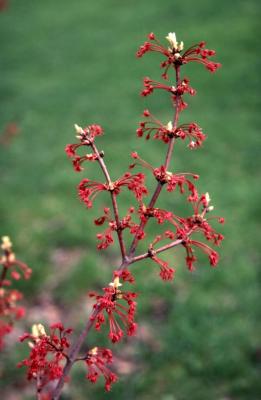 Acer rubrum (red maple), flowers, spring