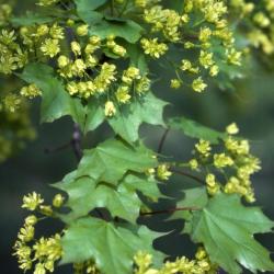 Acer truncatum (Shantung maple), leaves and flowers, spring