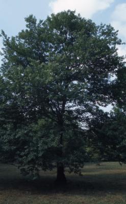 Acer rubrum (red maple), habit, summer