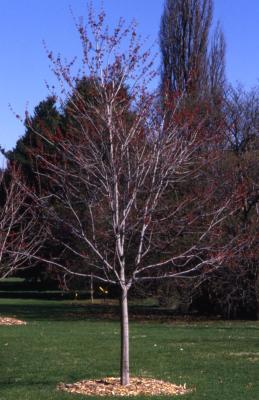 Acer rubrum (red maple), habit, spring