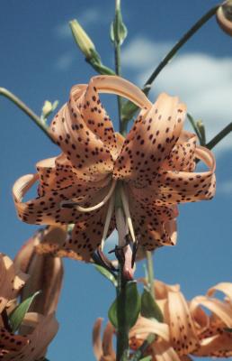 Lilium lancifolium (Tiger Lily), flower, throat