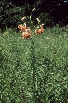 Lilium lancifolium (Tiger Lily), habit, summer