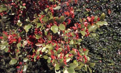Aronia arbutifolia (L.) Pers. (red chokeberry), habit