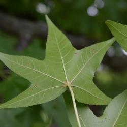 Liquidambar styraciflua (Round-lobed Sweet-gum), leaf, lower surface