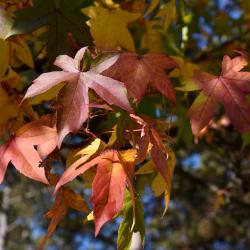 Liquidambar styraciflua (Round-lobed Sweet-gum), leaf, fall