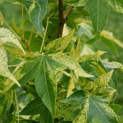 Liquidambar styraciflua 'Variegata' (Variegated Sweet-gum), leaf, summer
