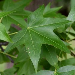 Liquidambar styraciflua (Round-lobed Sweet-gum), leaf, summer