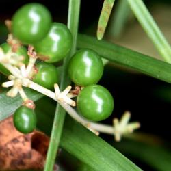 Liriope spicata (Creeping Lily-turf), fruit, immature