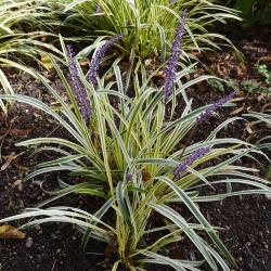 Liriope muscari 'Silvery Sunproof' (Silvery Sunproof Blue Lily-turf), habit, summer