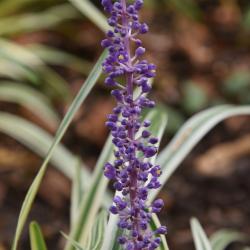 Liriope muscari 'Silvery Sunproof' (Silvery Sunproof Blue Lily-turf), inflorescence