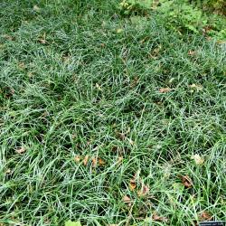 Liriope spicata (Creeping Lily-turf), habit, fall