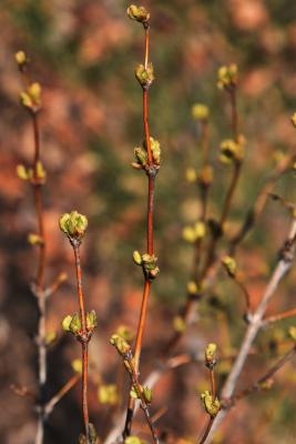 Lonicera fragrantissima (Winter Honeysuckle), leaf, new