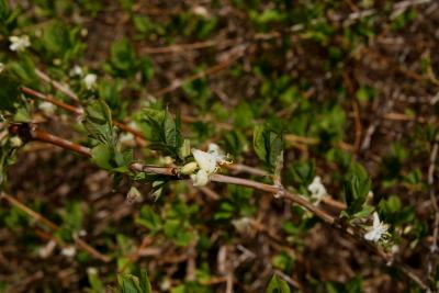 Lonicera fragrantissima (Winter Honeysuckle), inflorescence