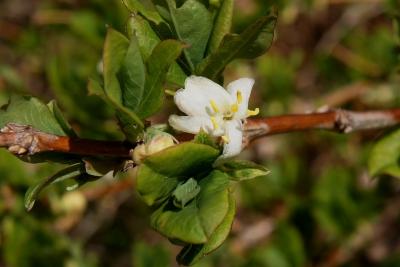 Lonicera fragrantissima (Winter Honeysuckle), flower, full
