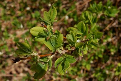 Lonicera fragrantissima (Winter Honeysuckle), leaf, spring
