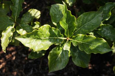 Lonicera formanekiana (Honeysuckle), leaf, upper surface