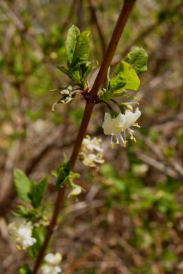 Lonicera fragrantissima (Winter Honeysuckle), flower, side