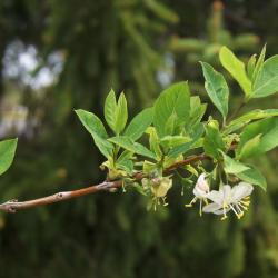 Lonicera fragrantissima (Winter Honeysuckle), leaf, spring