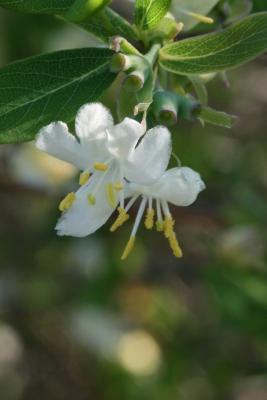 Lonicera fragrantissima (Winter Honeysuckle), flower, full