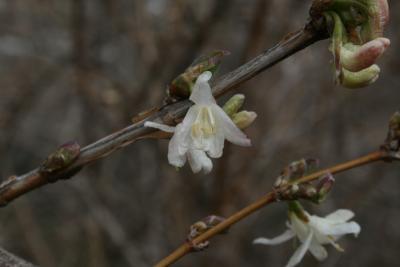 Lonicera fragrantissima (Winter Honeysuckle), flower, throat
