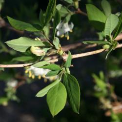 Lonicera fragrantissima (Winter Honeysuckle), bark, twig
