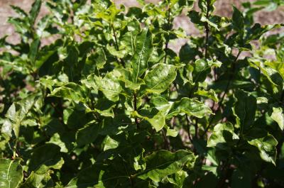 Lonicera formanekiana (Honeysuckle), leaf, summer