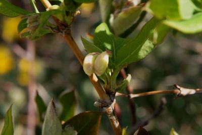 Lonicera fragrantissima (Winter Honeysuckle), bud, flower