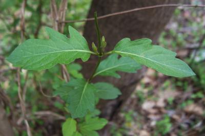Lonicera japonica (Japanese Honeysuckle), leaf, spring