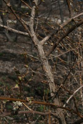 Lonicera fragrantissima (Winter Honeysuckle), bark, trunk