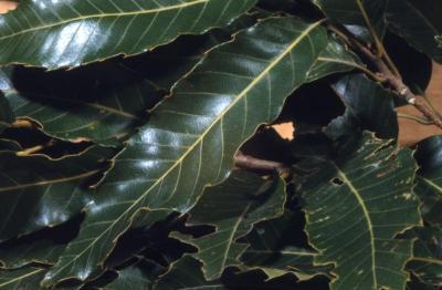 Quercus acutissima (sawtooth oak), leaves