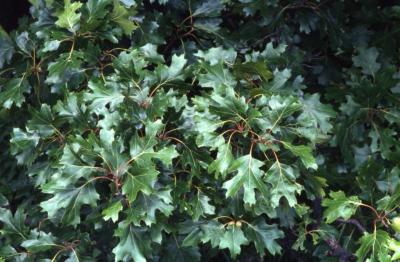 Quercus acerifolia (maple-leaved oak), leaves